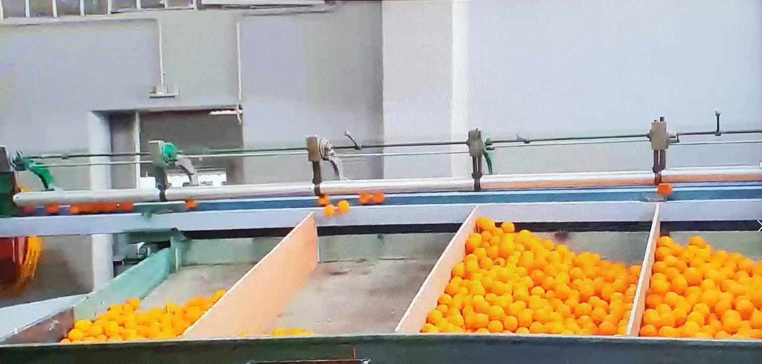 ΠΟΘΟΣ Β ΚΑΙ ΣΙΑ ΟΕ - ORANGEFRESH-ΕΜΠΟΡΙΟ ΕΣΠΕΡΙΔΟΕΙΔΩΝ ΚΑΙ ΑΥΤΟΜΑΤΩΝ ΕΠΑΓΓΕΛΜΑΤΙΚΩΝ ΑΠΟΧΥΜΩΤΩΝ - Εικόνα 1