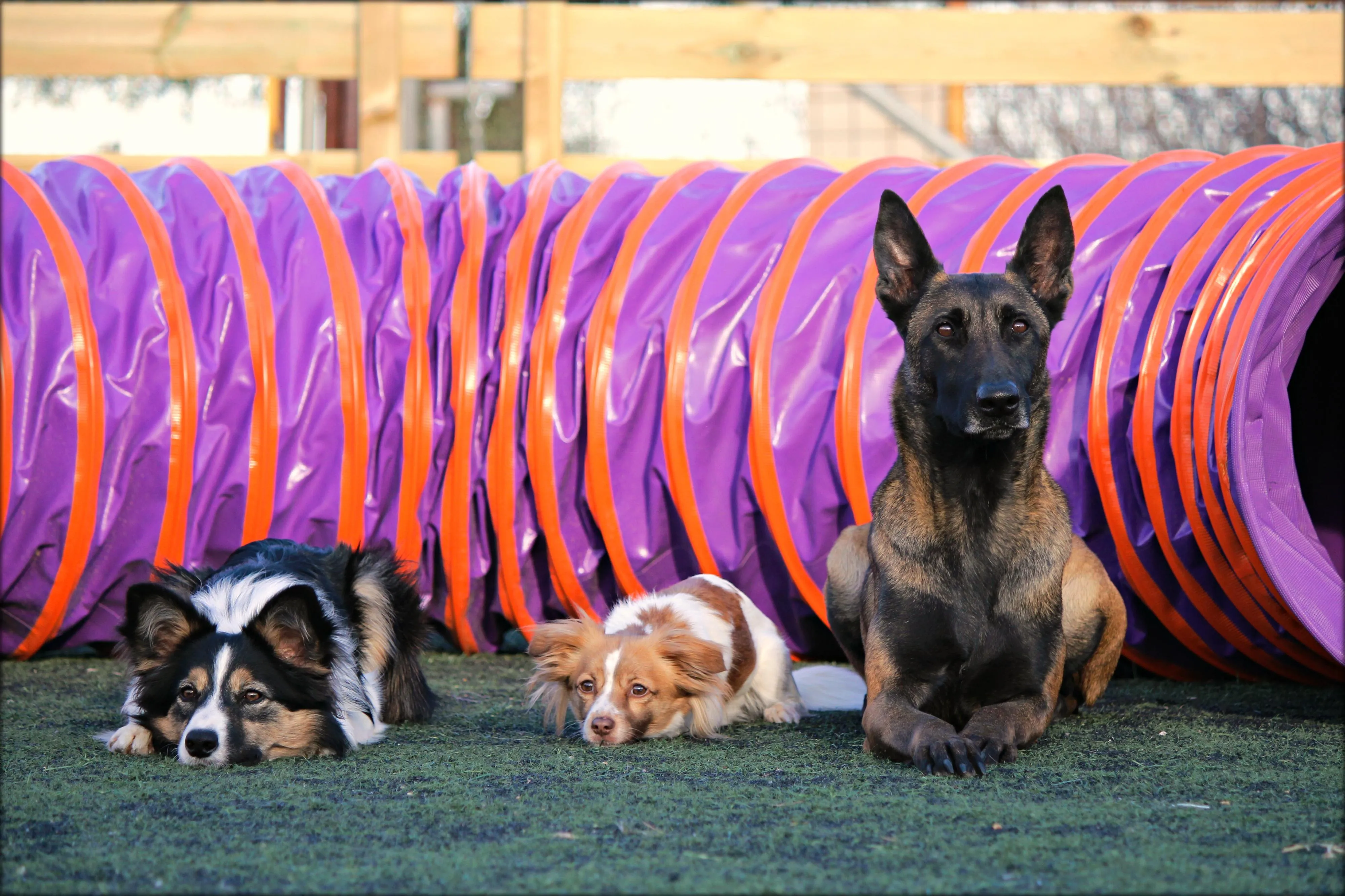 UNDERDOG TRAINING CLUB - Εικόνα 2