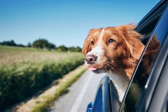 Pet Taxi & Ξενοδοχείο Σκύλων: Υπηρεσίες για τον μικρό σου φίλο
