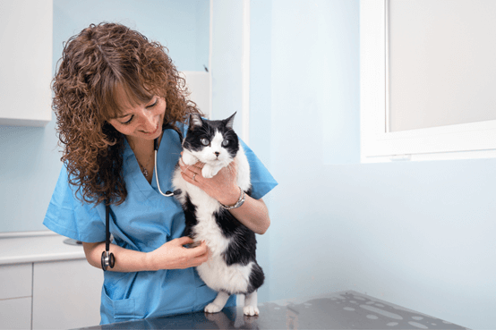 Μια γυναίκα κτηνίατρος χαμογελώντας, κρατάει στην αγκαλιά της  μια γάτα και την χαιδεύει.