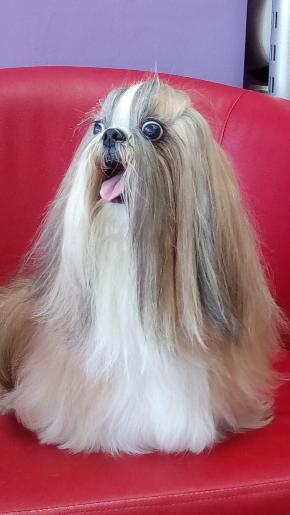 ΙΩΑΝΝΗΣ ΑΝΑΣΤΑΣΙΟΣ ΖΑΦΕΙΡΟΠΟΥΛΟΣ - PET DESIGN - Εικόνα 2