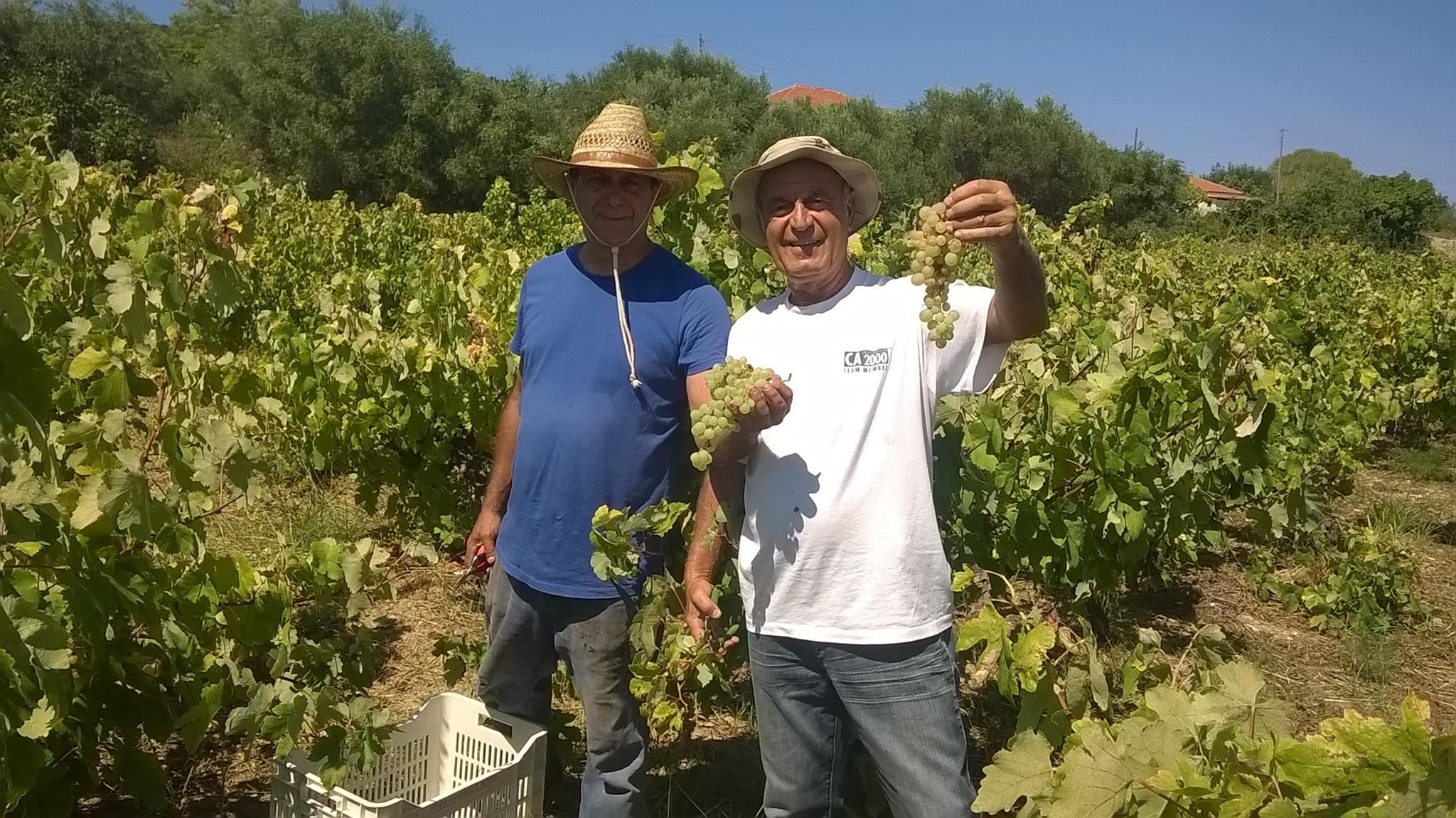 SKLAVOS WINES - Εικόνα 2