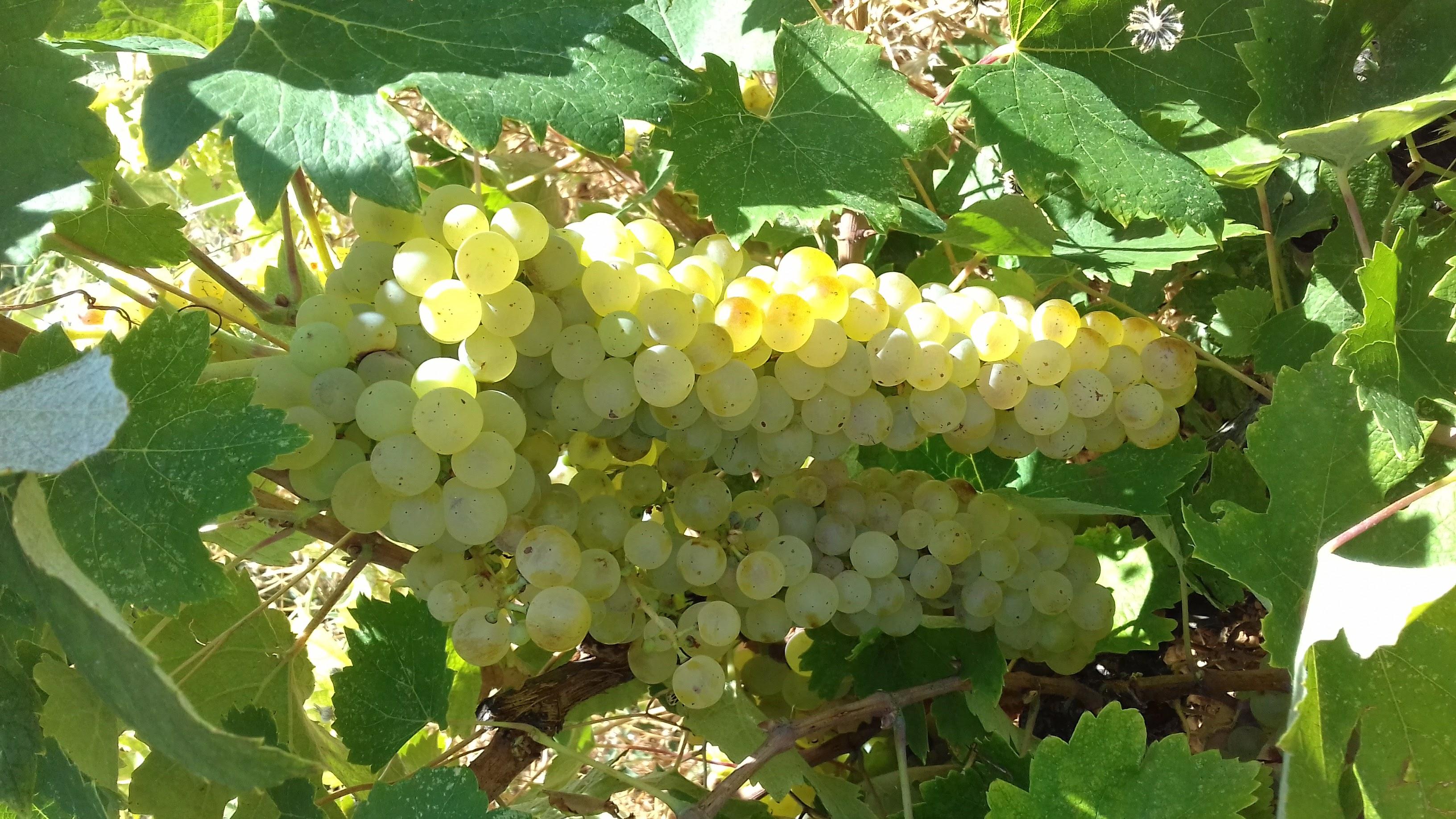 SKLAVOS WINES - Εικόνα 3