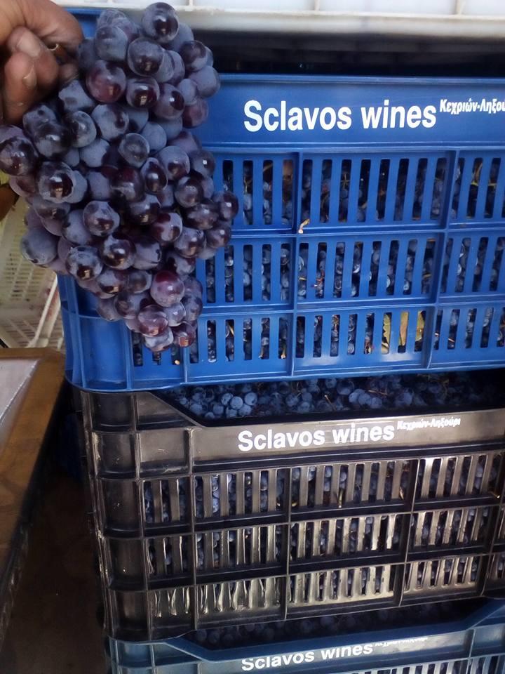 SKLAVOS WINES - Εικόνα 4