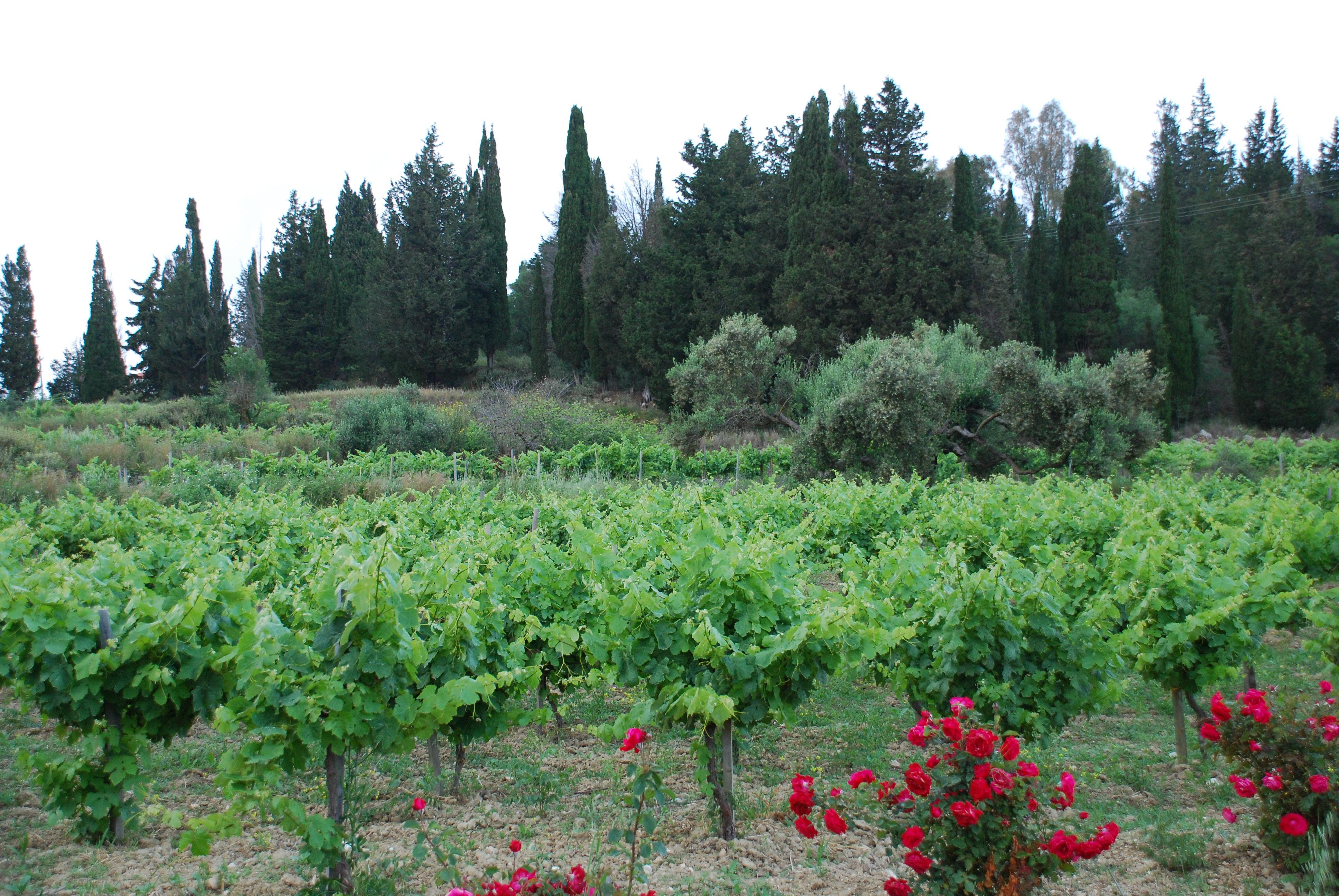 SKLAVOS WINES - Εικόνα 5
