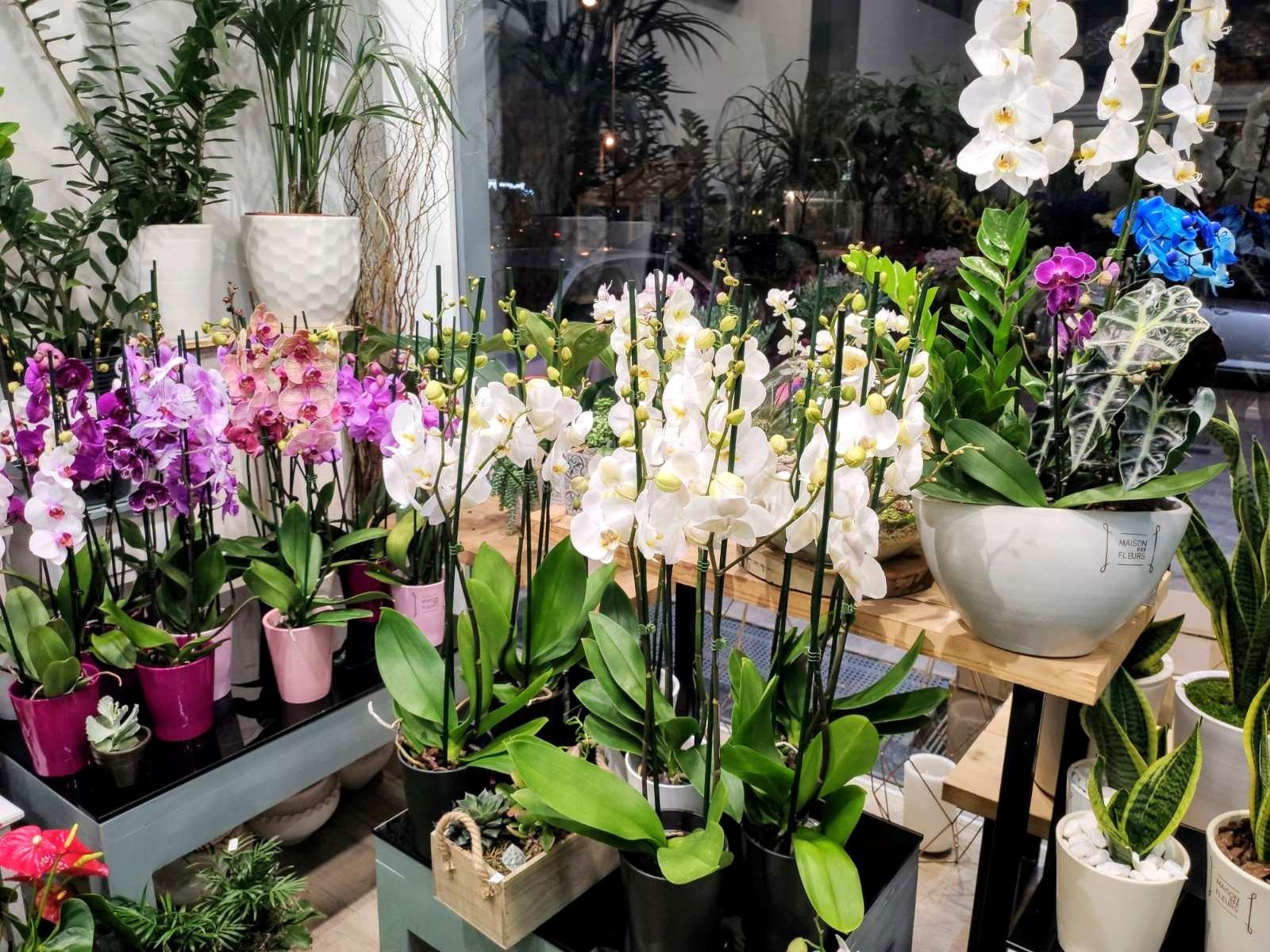 MAISON DES FLEURS - Εικόνα 1