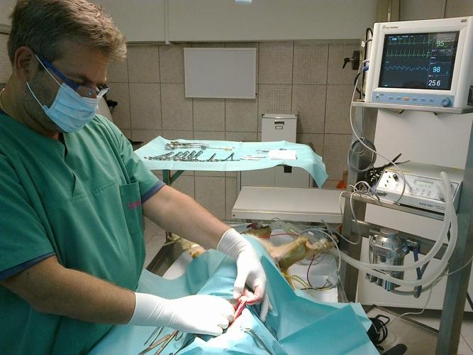 ΚΩΝΣΤΑΝΤΙΝΟΣ ΧΑΝΔΡΑΣ - VET PRACTICE - Εικόνα 5