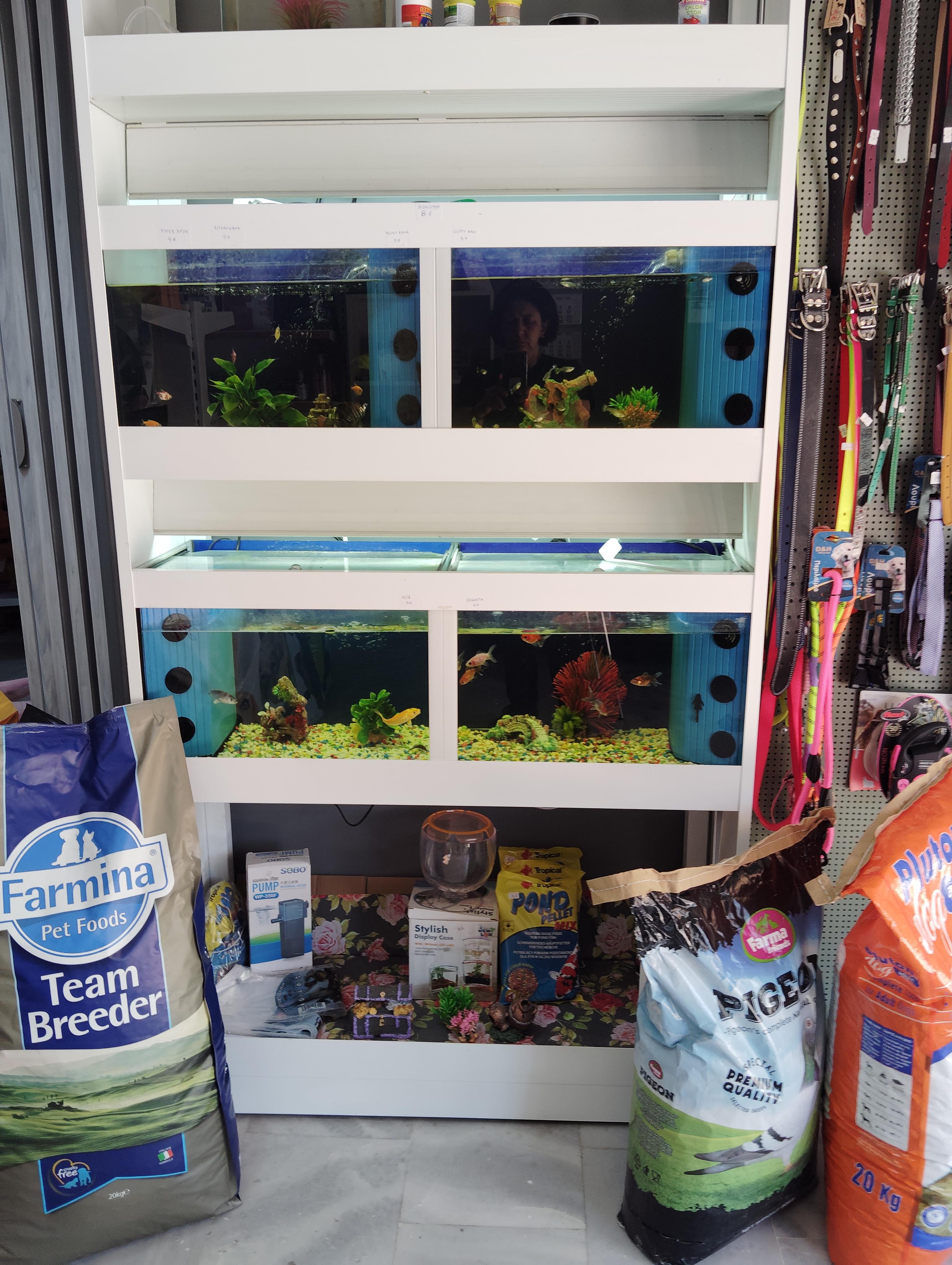 ΔΗΜΗΤΡΙΟΣ ΓΡΑΜΠΑΣ - ALL 4 ANIMALS PET SHOP - Εικόνα 3