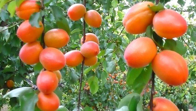 ΣΤΑΥΡΟΥ ΕΥΣΤΡΑΤΙΟΣ ΣΤΑΥΡΟΥ ΜΑΡΙΑ ΟΕ - BALKAN AGRO - Εικόνα 2