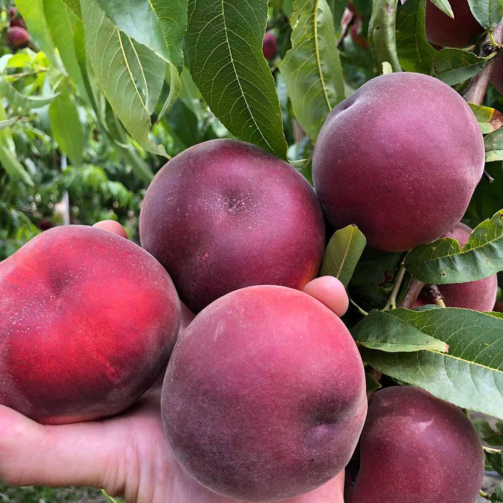 ΣΤΑΥΡΟΥ ΕΥΣΤΡΑΤΙΟΣ ΣΤΑΥΡΟΥ ΜΑΡΙΑ ΟΕ - BALKAN AGRO - Εικόνα 3