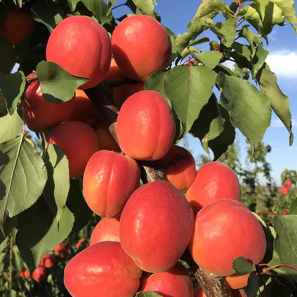 ΣΤΑΥΡΟΥ ΕΥΣΤΡΑΤΙΟΣ ΣΤΑΥΡΟΥ ΜΑΡΙΑ ΟΕ - BALKAN AGRO - Εικόνα 5